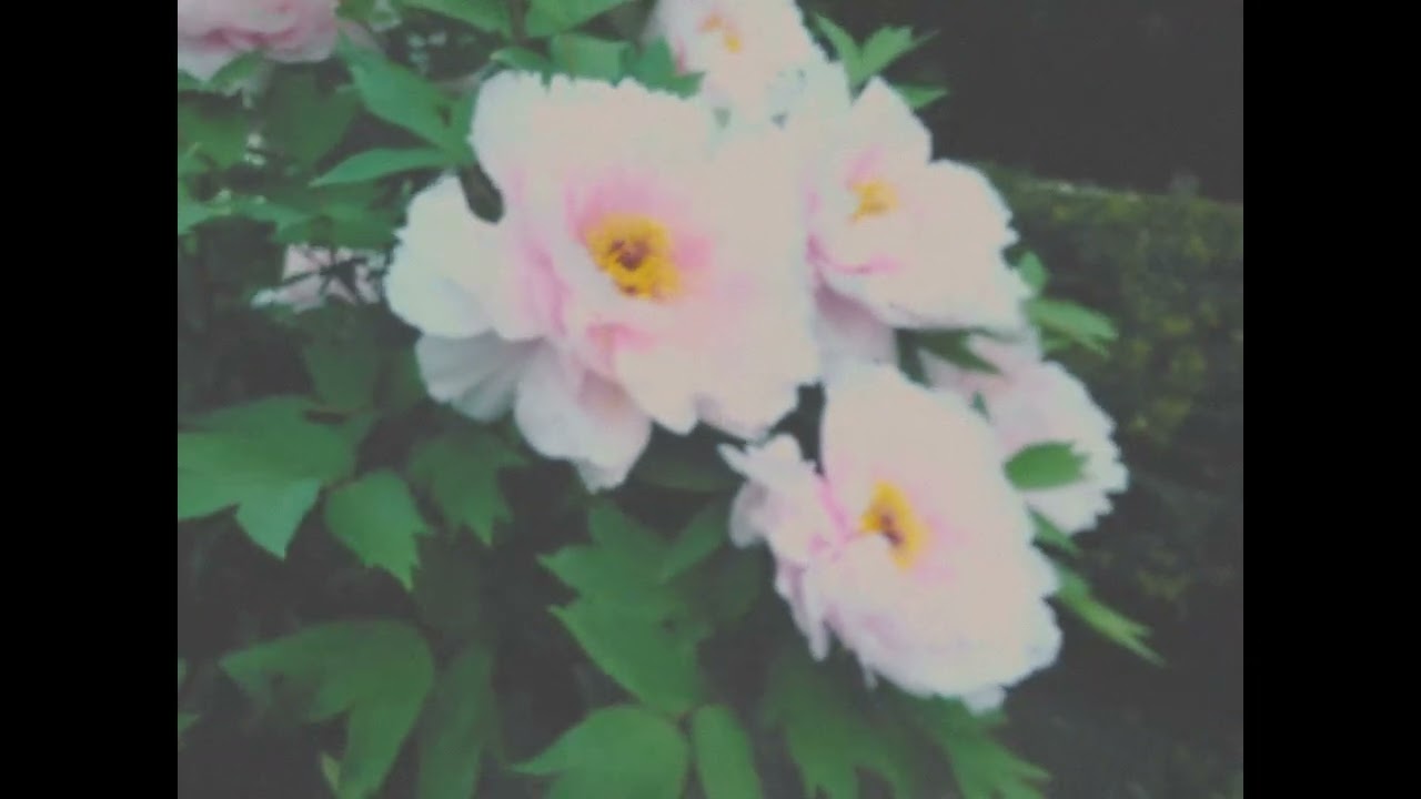 Shakespeare's Garden I Shot on CAT S22 Flip I Dumb Phone Films