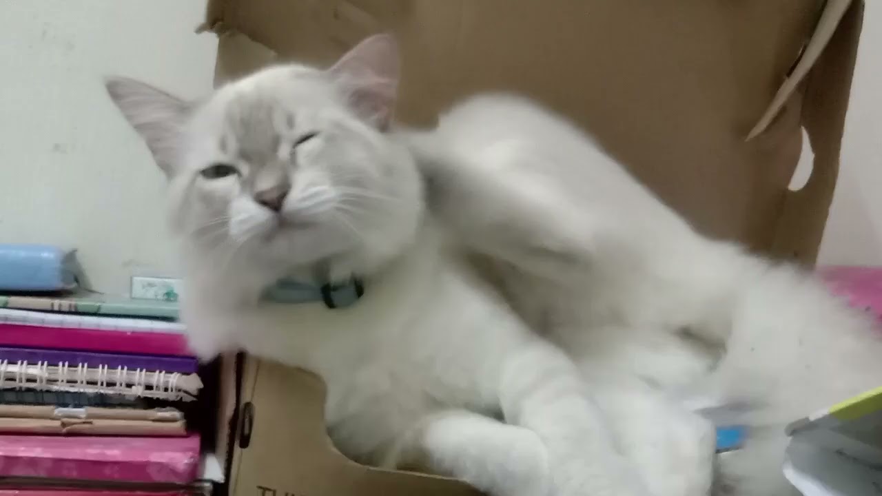 Abiaya Dan Mimi