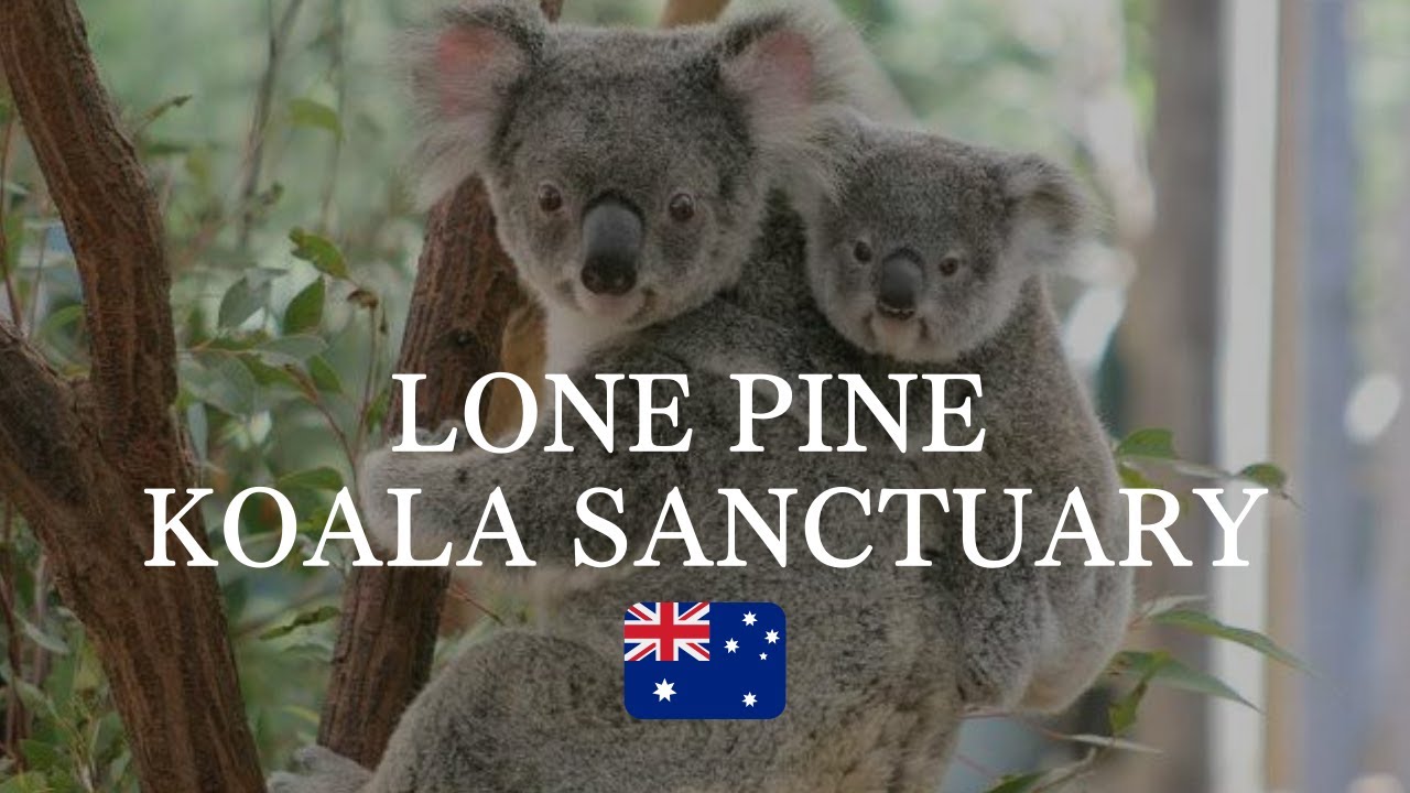 オーストラリア最大のコアラ保護区 ローンパインサンクチュアリを散歩｜ブリスベン観光｜Walk in Australia, Lone Pine Koala Sanctuary, walking tour