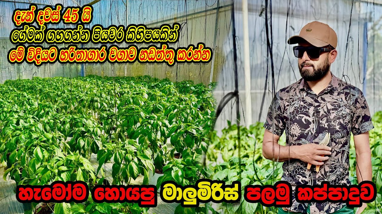 හැමෝම හොයපු  මාලුමිරිස් වගාවේ පළමු කාප්දුව | Smart Agri | Capsicum  Farming | 0769808008