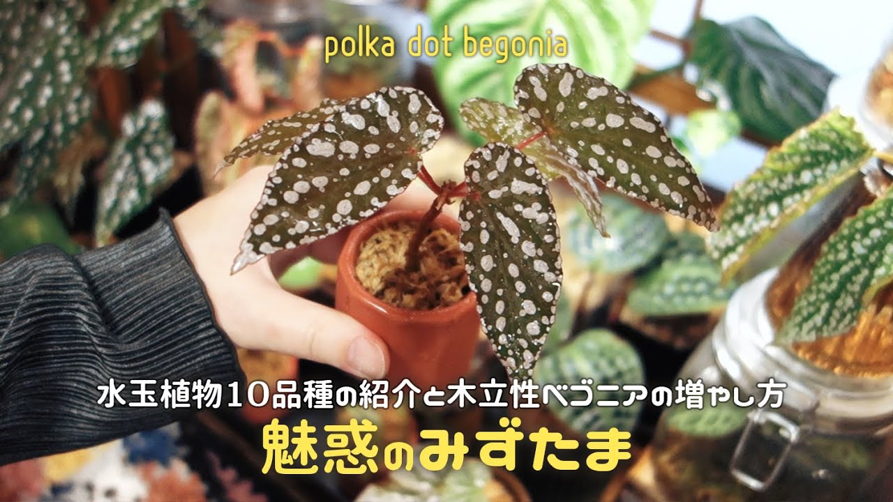 【Plant Tour】水玉植物10品種をご紹介丨ベゴニア特集丨マクラータの増やし方丨観葉植物丨begonia collection丨house plants🌱