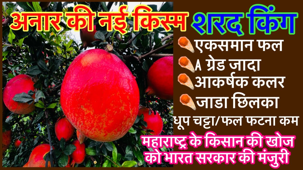 महाराष्ट्र के किसानने खोजी अनार की नई किस्म।शरद किंग।Pomogranate New Variety Sharad King