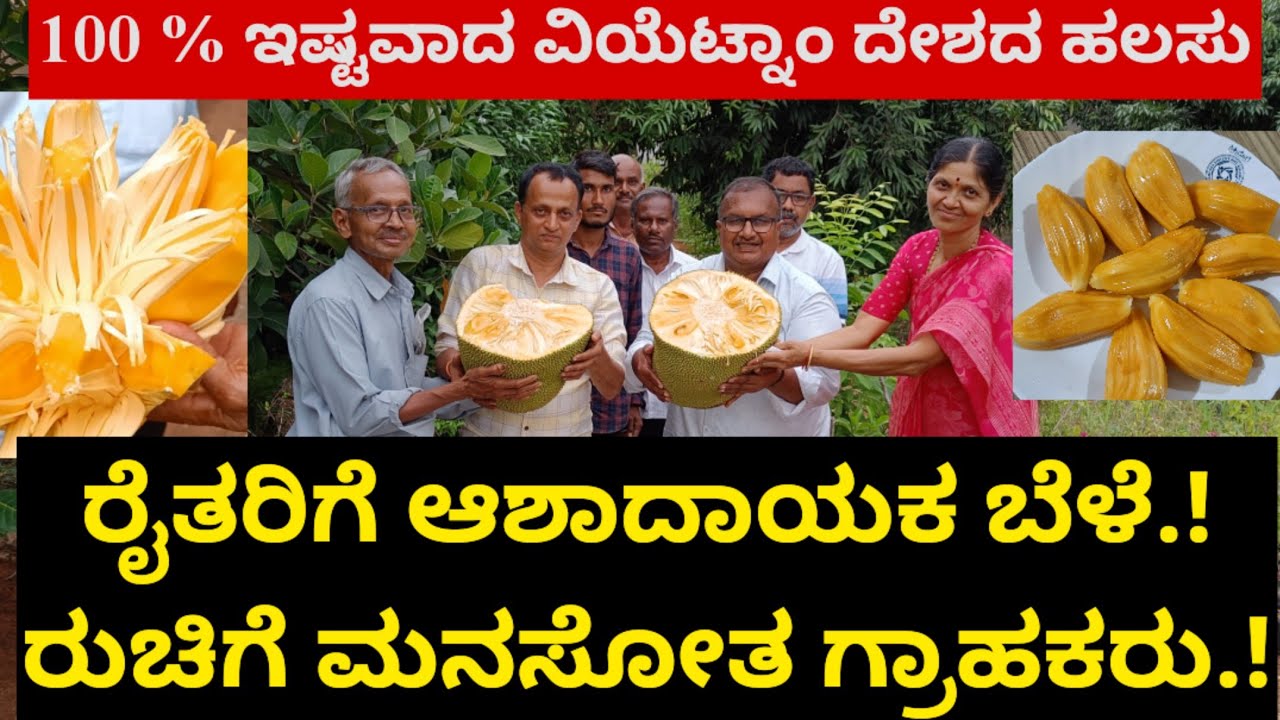 ಎಲ್ಲರಿಗೂ ಇಷ್ಟವಾದ ವಿಯೆಟ್ನಾಂ ದೇಶದ ದೈತ್ಯಾಕಾರ ಹಲಸು.! ರೈತರಿಗೆ ಆಶಾದಾಯಕ ಬೆಳೆ.! ರುಚಿಗೆ ಮನಸೋತ ಗ್ರಾಹಕರು.!