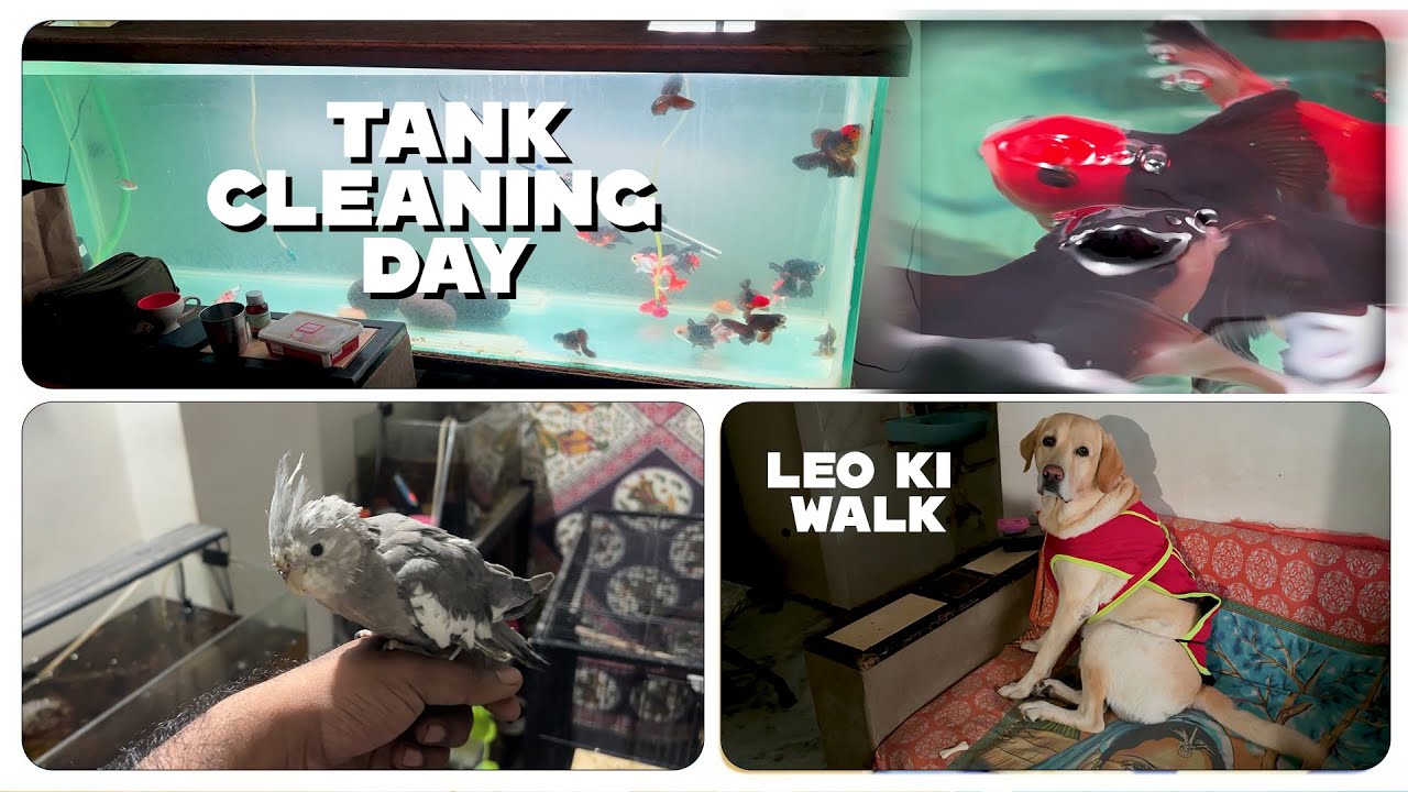 Gold Fish Tank Cleaning 🐠 | Bird Care & Leo Walk 🐶 | Daily Pet Vlog 