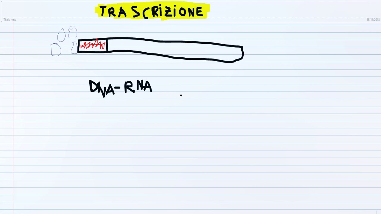Trascrizione: la maturazione dell' RNA messaggero