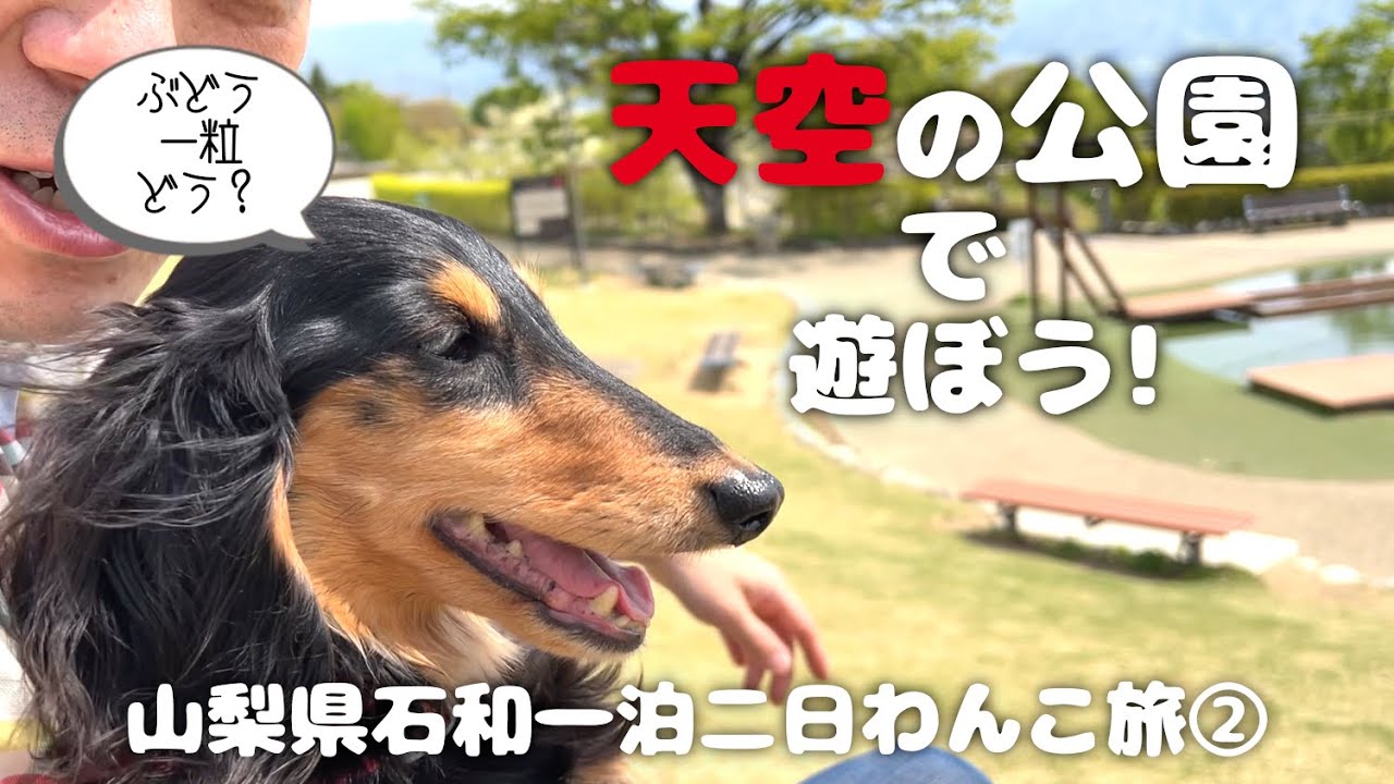 【犬連れ旅行山梨石和観光】太っ腹な公園「笛吹川フルーツ公園」を遊び倒す!1泊2日わんこ旅3/3 2023.4