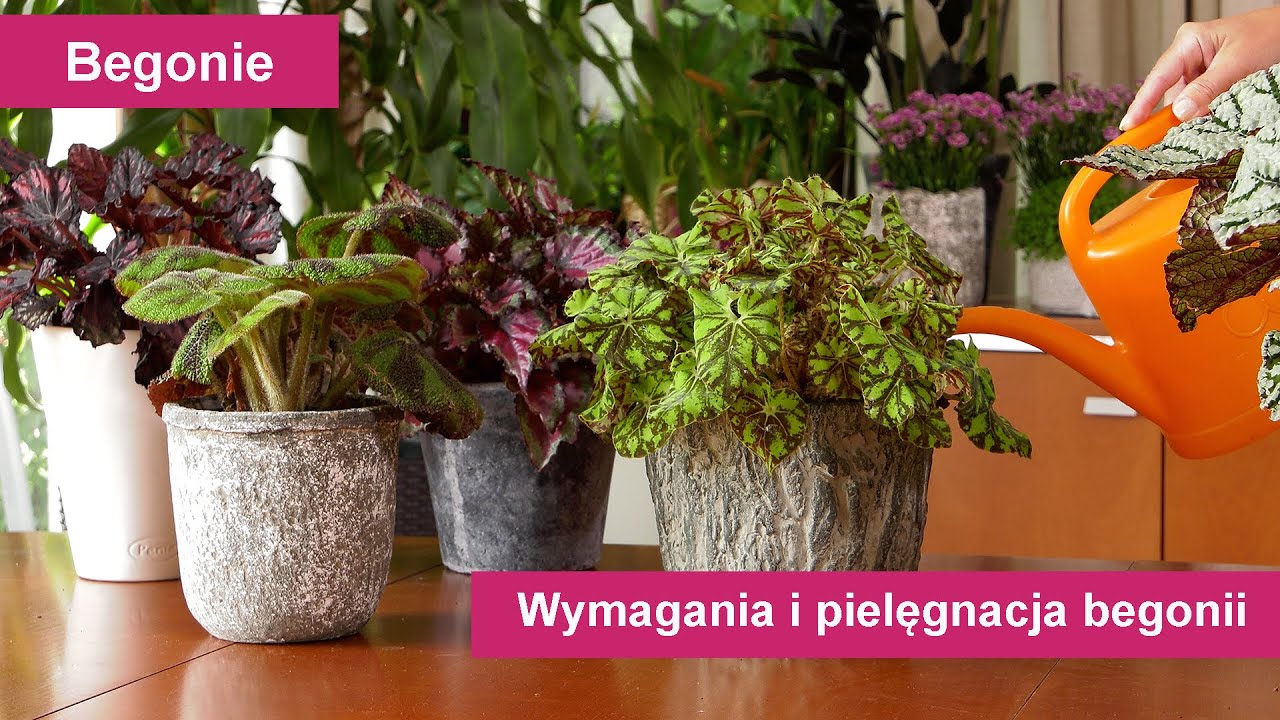 Begonie ozdobne z liści. Jak pielęgnować begonie, najlepsze stanowisko i wymagania. Kwiaty domowe.