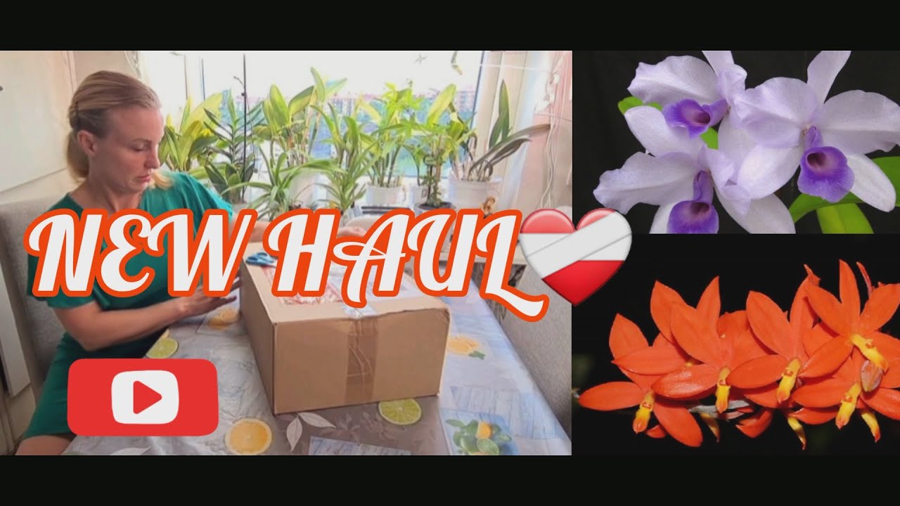 💕 NEW Orchid HAUL | Orchids and More 🙌