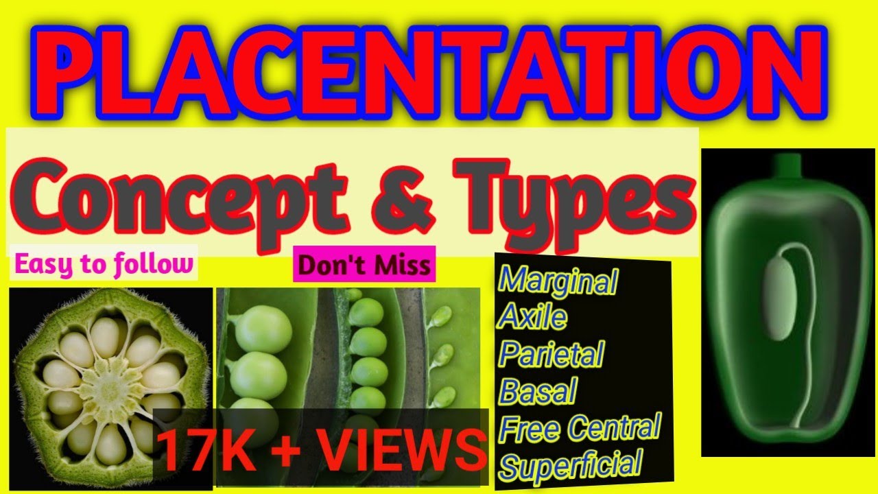 Placentation: Concept & Types