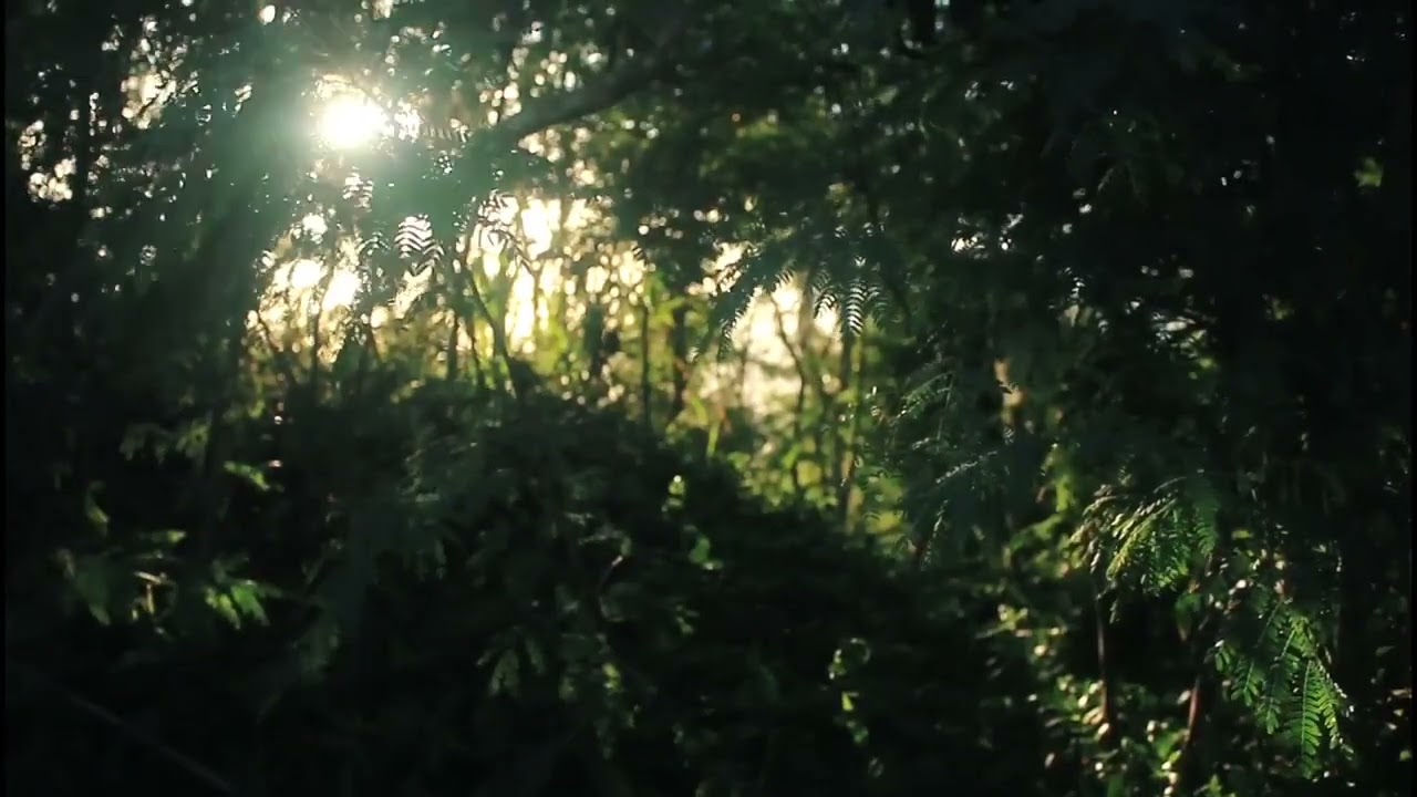 Birds Chirping In The Day Deep In The Jungle