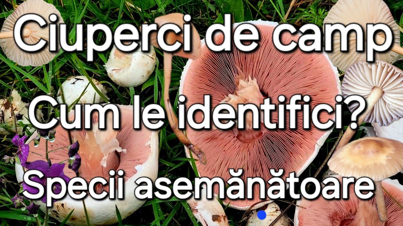 Ciupercile de camp - Bureții de roua/Champignon și plantele de câmpie/cum se identifica?