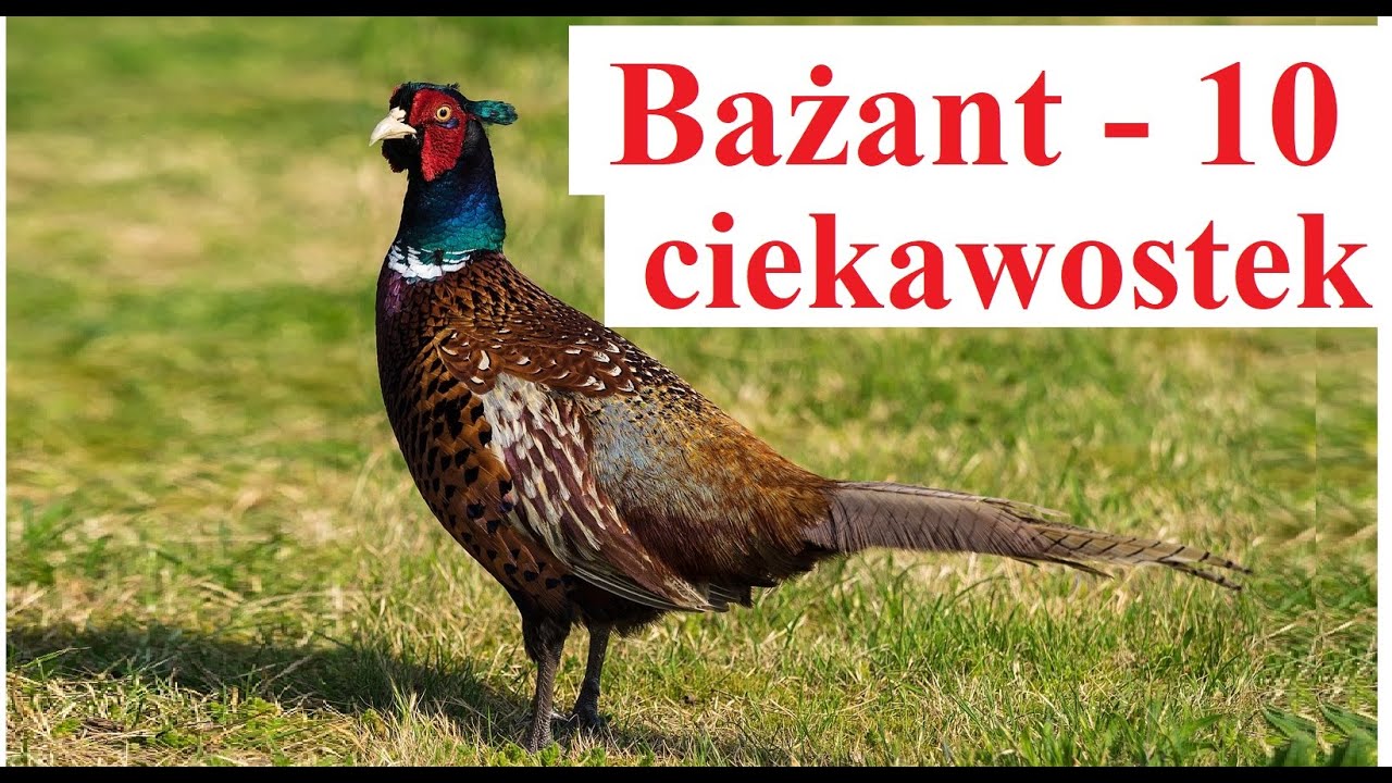 Bażant - 10 ciekawostek