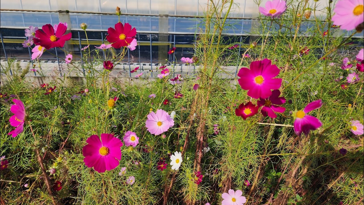 퇴근길에 갑자기 붕어가 보고 싶어요..그래서 강화로..