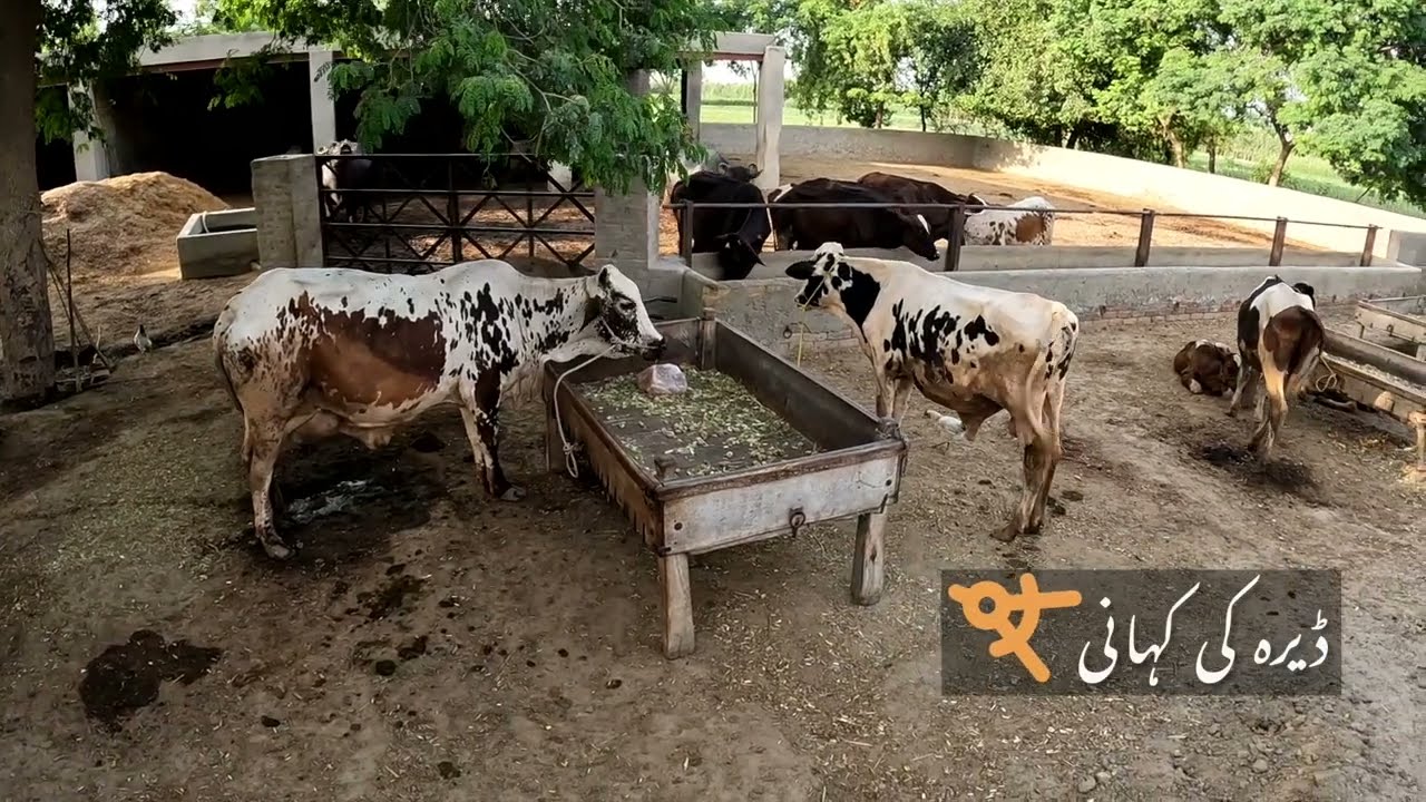 Dera Ki Kahani - A village story - Layya - Panjab - Pakistan