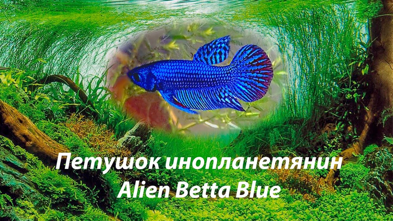 Петушок инопланетянин / Alien Betta Blue