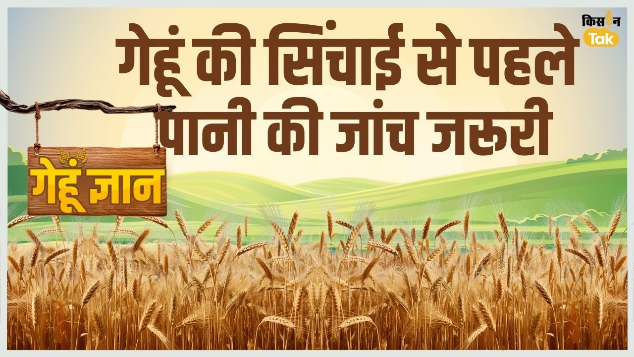 Gehu Gyaan : गेहूं की सिंचाई करते हुए इन जरूरी बातों का रखें ध्यान, नहीं तो होगा नुकसान #wheat