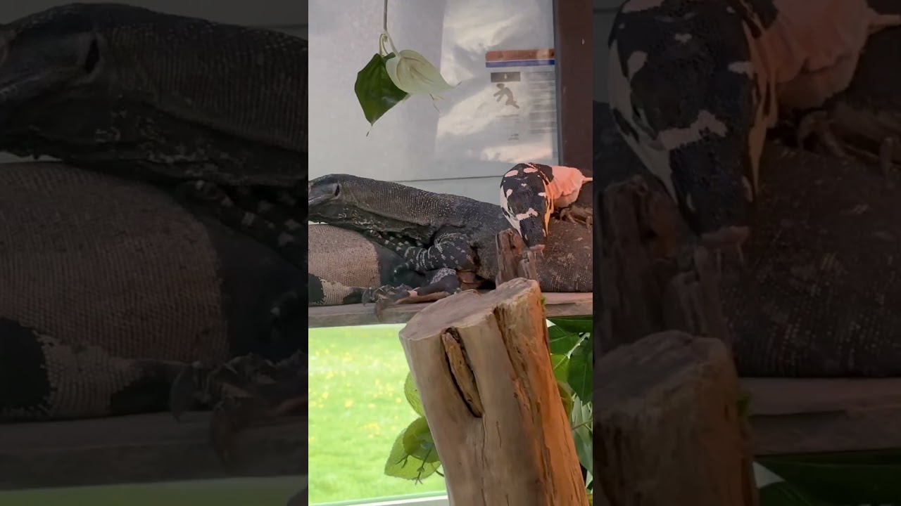 DevilsDen Reptiles #lacemonitors