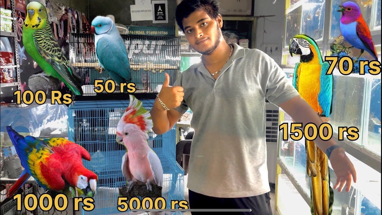 AAJ SHOP PE CAGE AYE || rajput pet shop 
