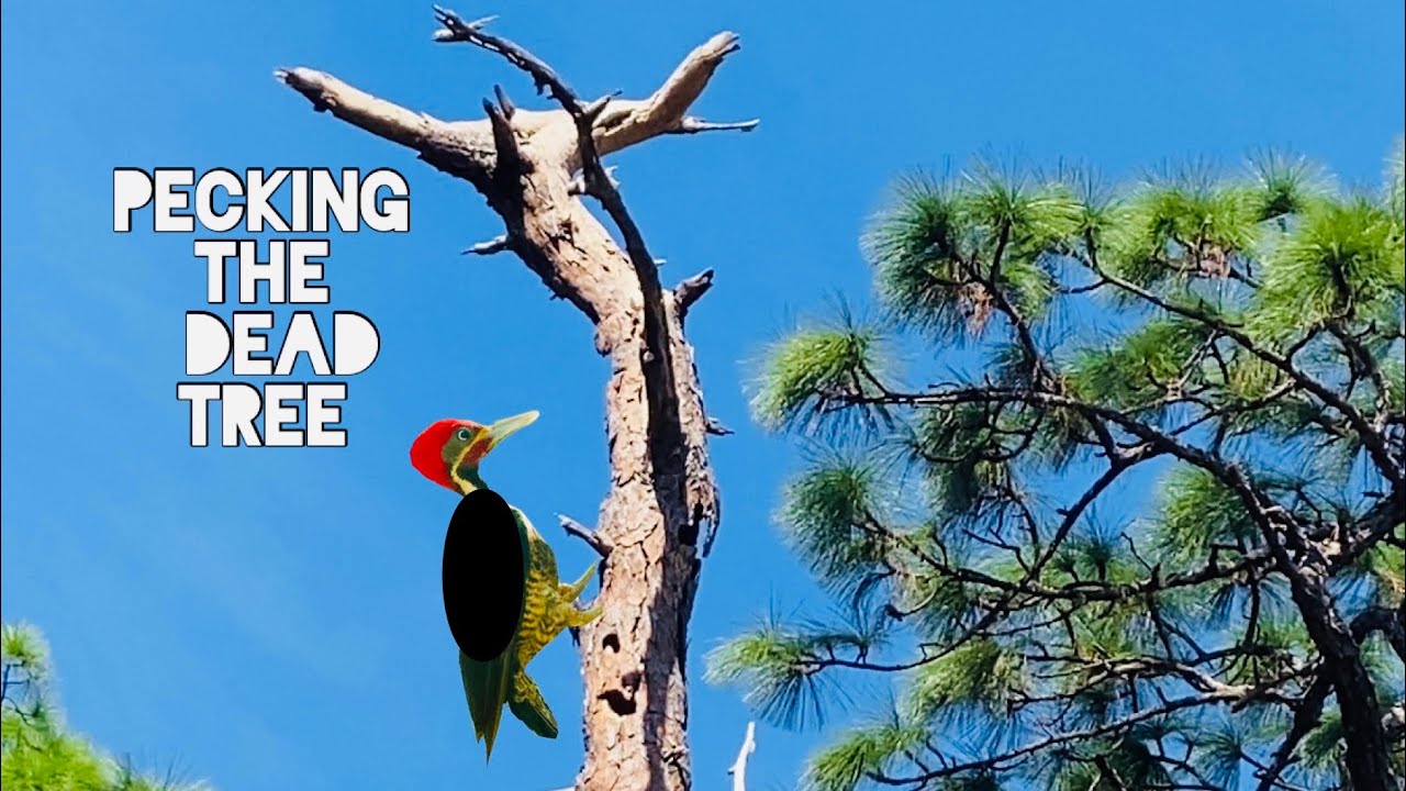 Woodpecker call and the dead tree #redheadedwoodpecker #nature