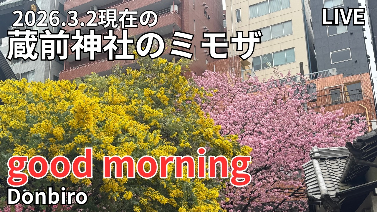[出勤ライブ]浅草から蔵前神社まで歩く✨[Work Live] Walking from Asakusa to Kuramae Shrine✨