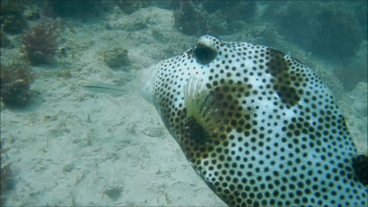 Great Snorkeling right off the beach at Barcelo Maya Palace (2017), Nikon Coolpix AW130