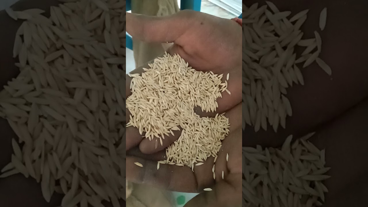 PADDY SEED PROCESSING PLANT BY SK AGRO INDUSTRIES AMBALA +91-99965-16628
