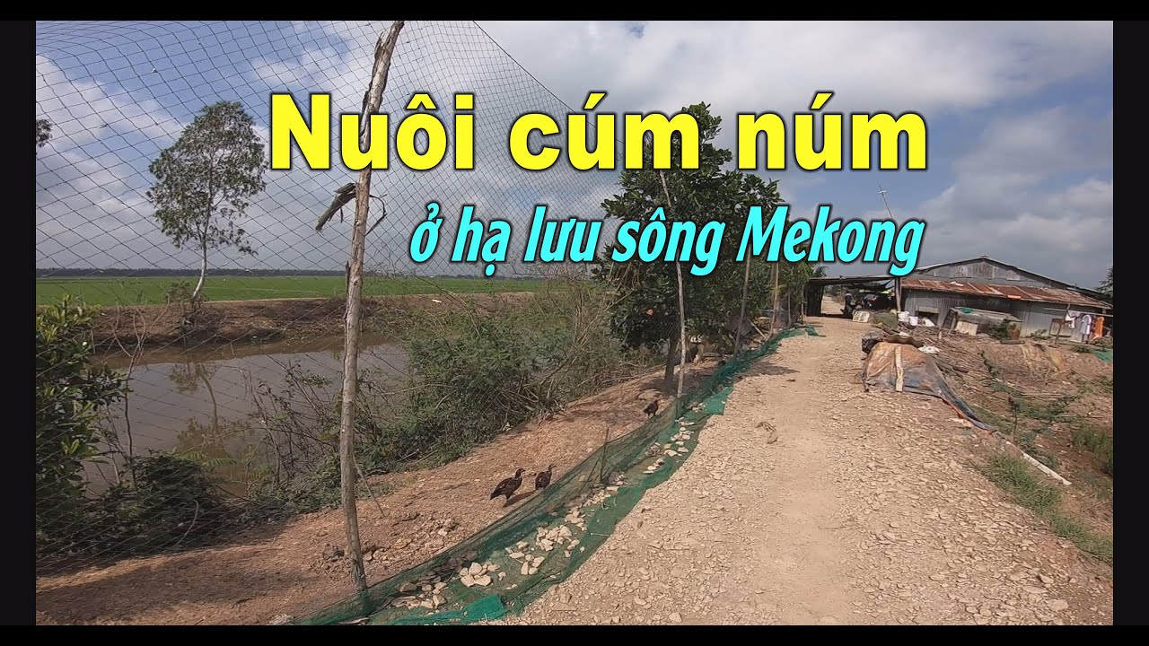 Nuôi cúm núm hoang dã theo cách truyền thống