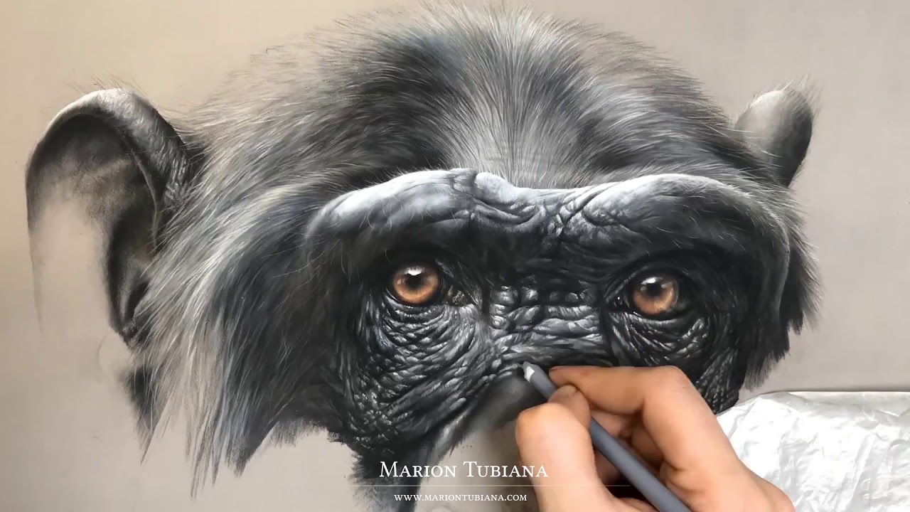 Chimpanzé aux #pastels par Marion Tubiana