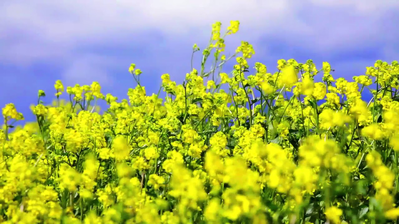 Canola Time Lapse
