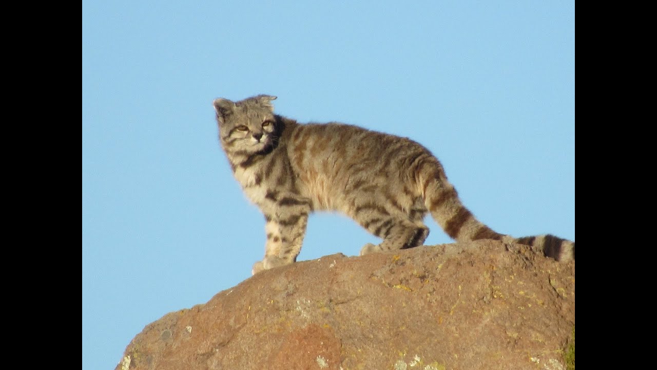 The Andean Mountain Cat