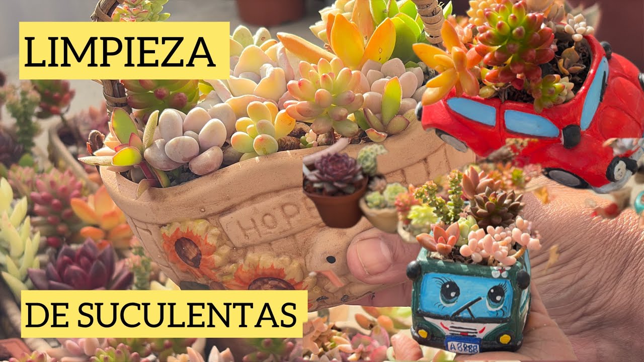 LIMPIEZA de área de las suculentas 