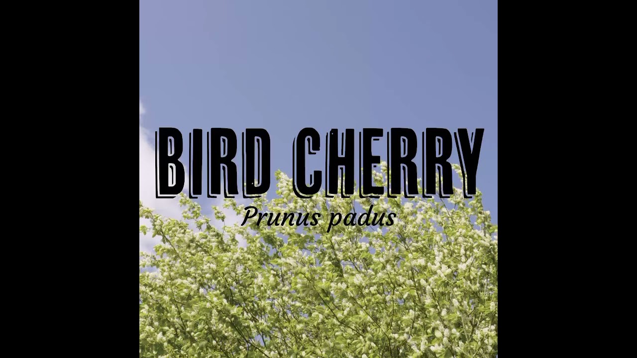 Tree Tuesday - Bird Cherry