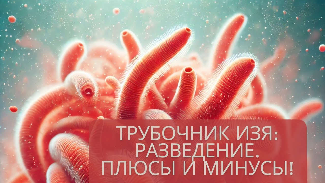 Все про трубочник ИЗЯ (TUBIFEX). Разведение. Уход. Плюсы и минусы!!!