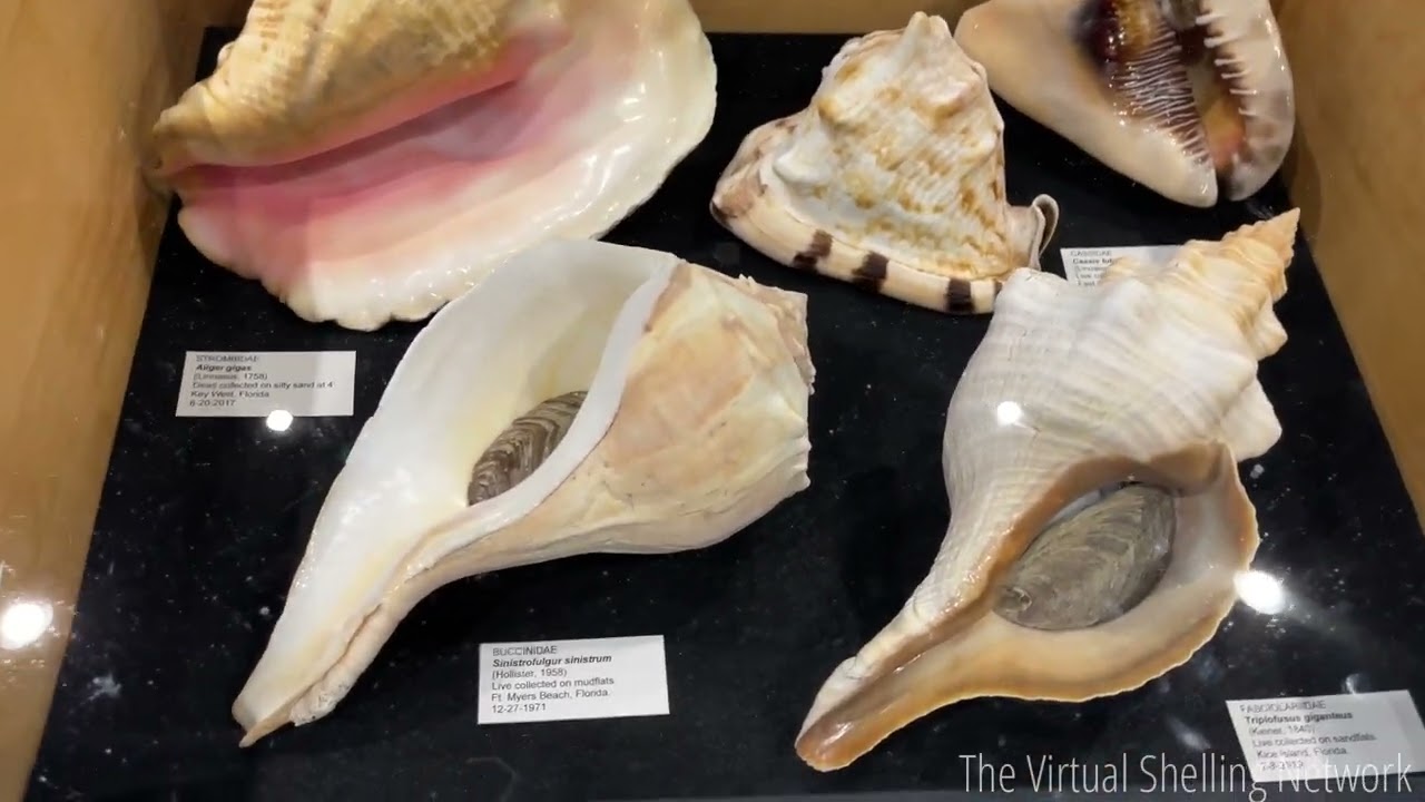 Эпизод 80: Выставка Sanibel Shell 2022 (Часть 2: Научный отдел)
