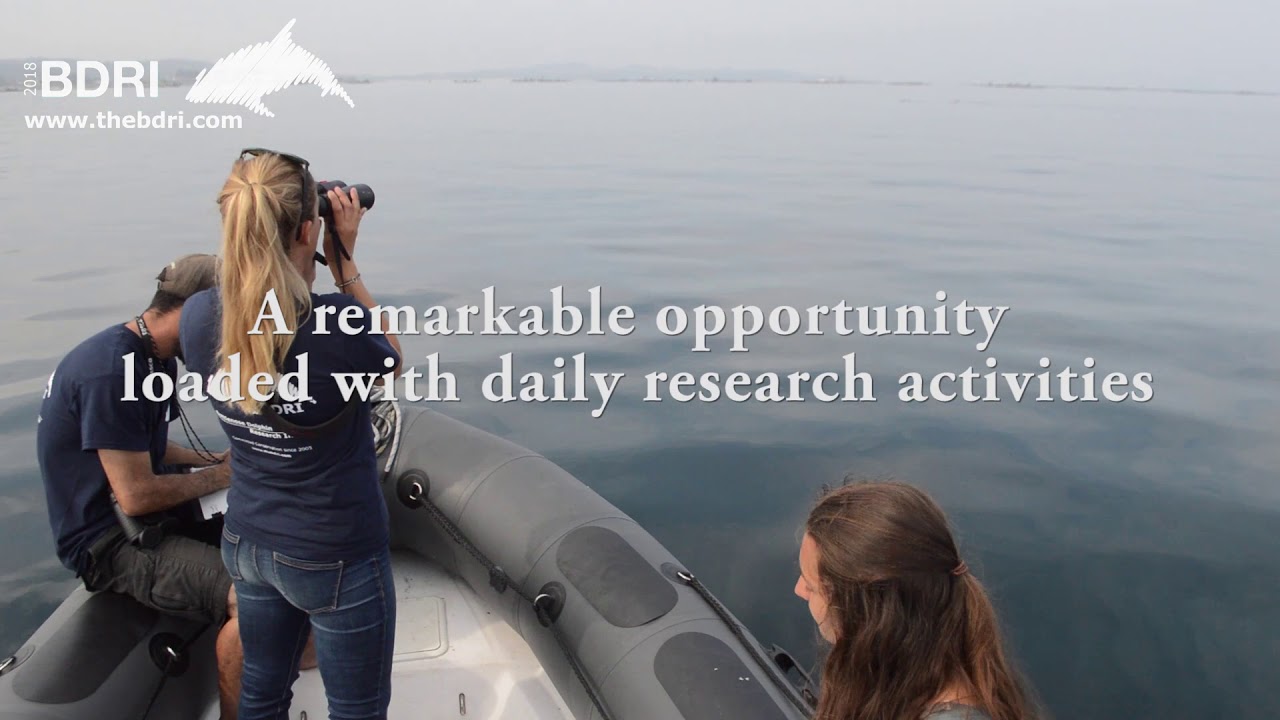Pursuing a career in marine mammal science - BDRI internships