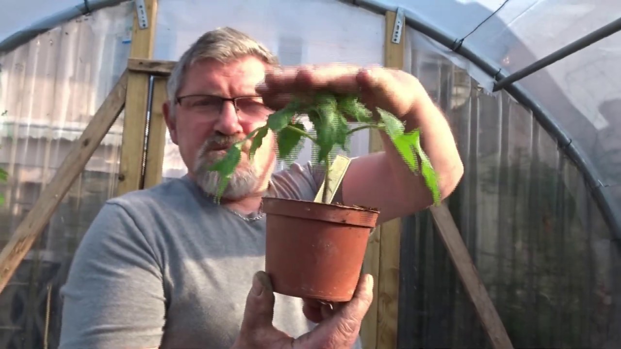 le 16/04/2020:comment faire la  Plantation des tomates en serre