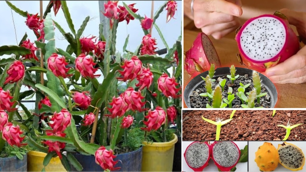 أسرار نجاح زراعة فاكهة 🍓🥰 التنين في المنزل في 20 دقيقة كورس مجاني 🎁 [ دليل المبتدئين ]