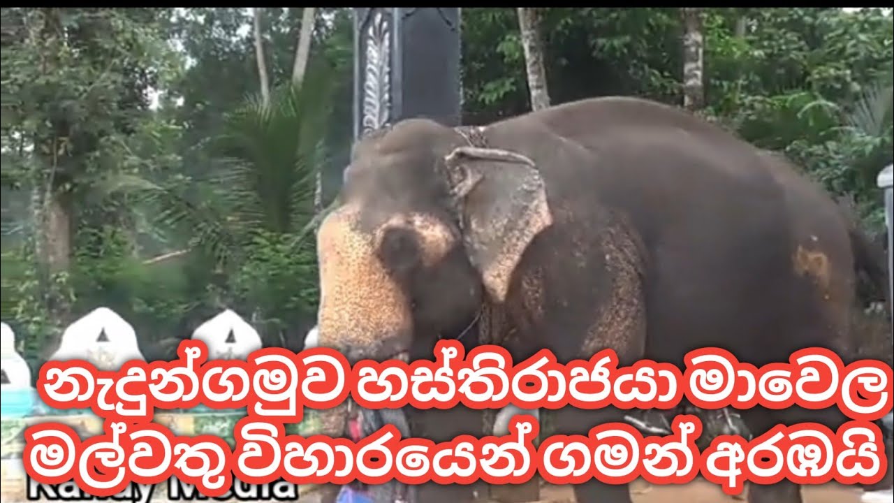 Nadungamuwe Raja Arrives From Mawela Malwathu Viharaya