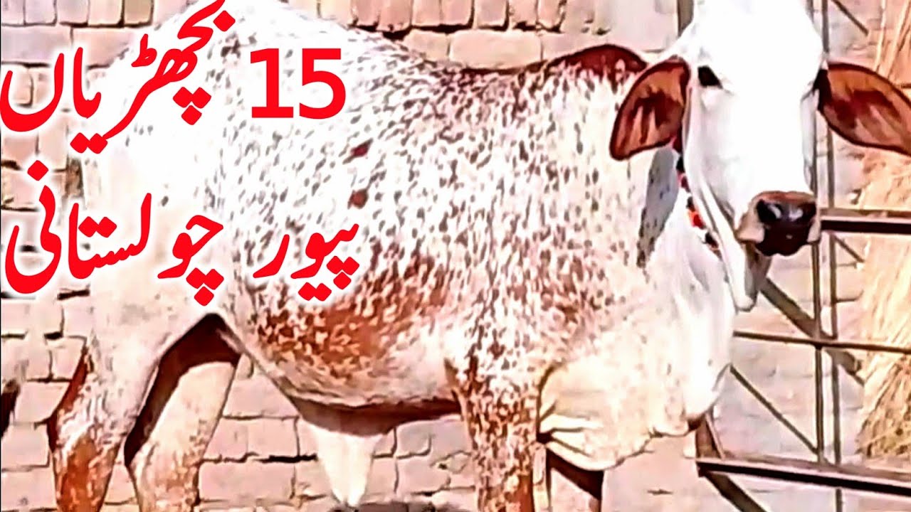 Pure Cholistani Bachrian for Breeding or Qurbani Near Cholistani Desert || Global Village Farming