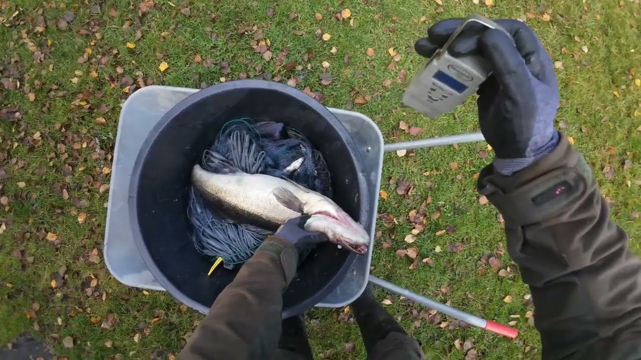 Verkoilla 5.10.2024  Kauden ennätys🐟