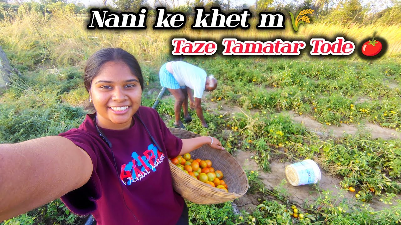 Nani Ke Khet Me Taze Tamatar Tode 🍅 | Village Life Vlog | Gaon Ki Life#gaon #villagevlog #khetibadi