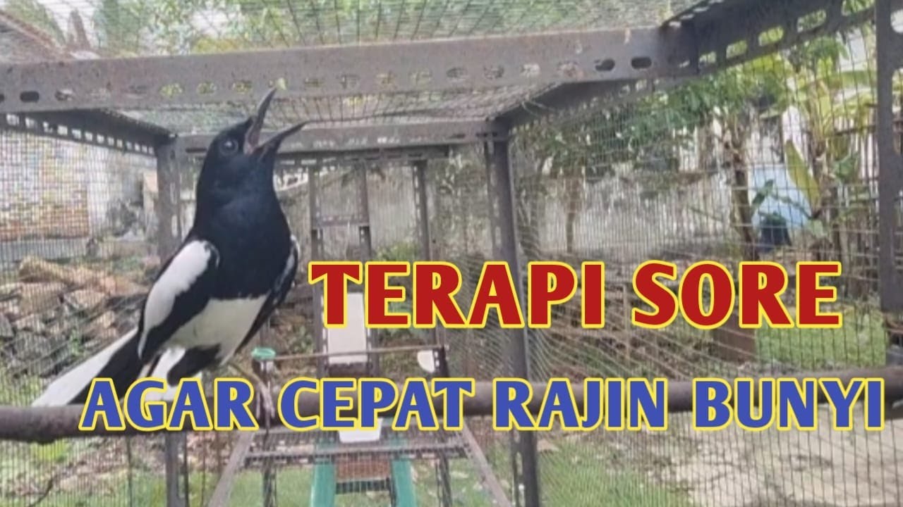 PANCINGAN SUARA KACER DI SORE HARI AGAR CEPAT EMOSI