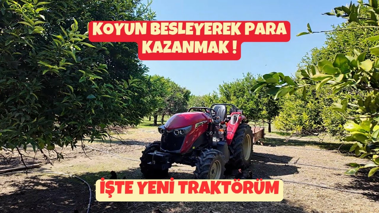 Koyun Besleyerek Para Kazanmak | Tavuk mu Koyun mu ?
