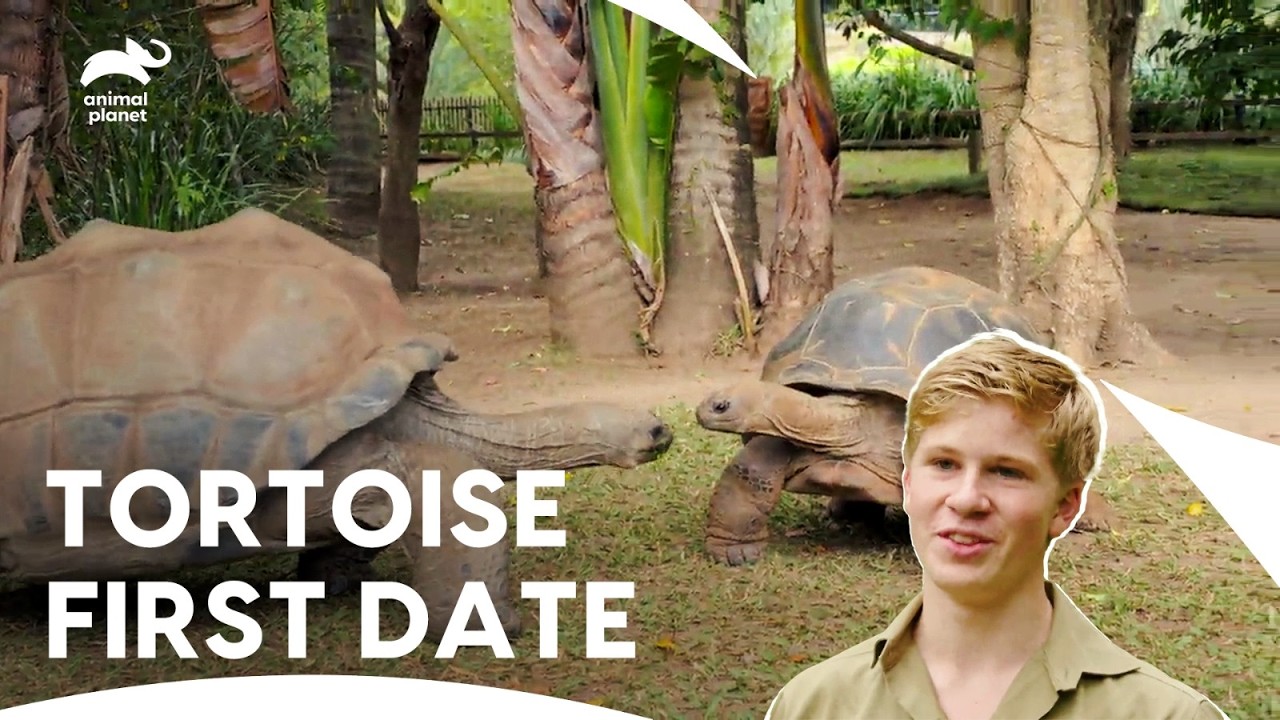 Love Match for Aldabra Giant Tortoises | Crikey! It's The Irwins S1 E9,10,11,12 | Animal Planet