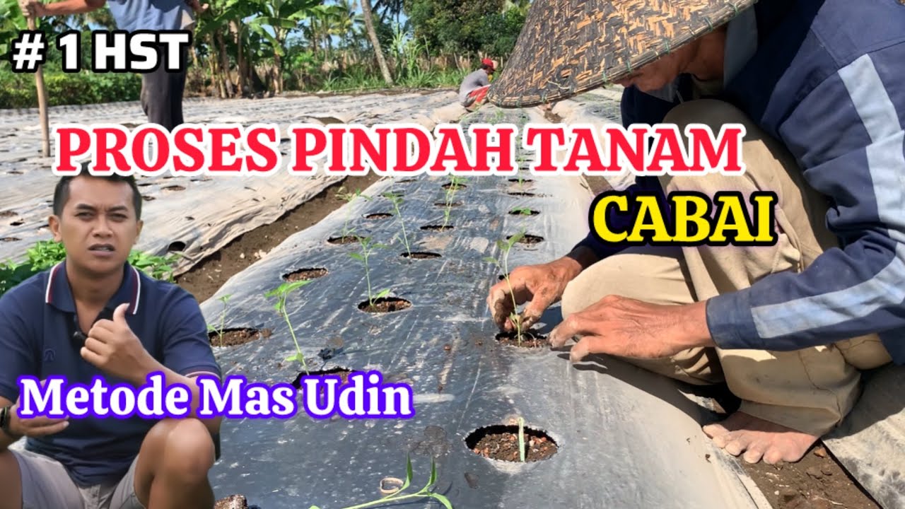 PENANAMAN CABE SETELAH DIKOCOR ASAM HUMAT, TRICODERMA, SICARBON | CABE METODE MAS UDIN
