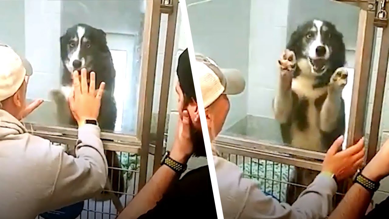Les propriétaires retrouvent leurs chiens après une longue séparation. Bouleversant.