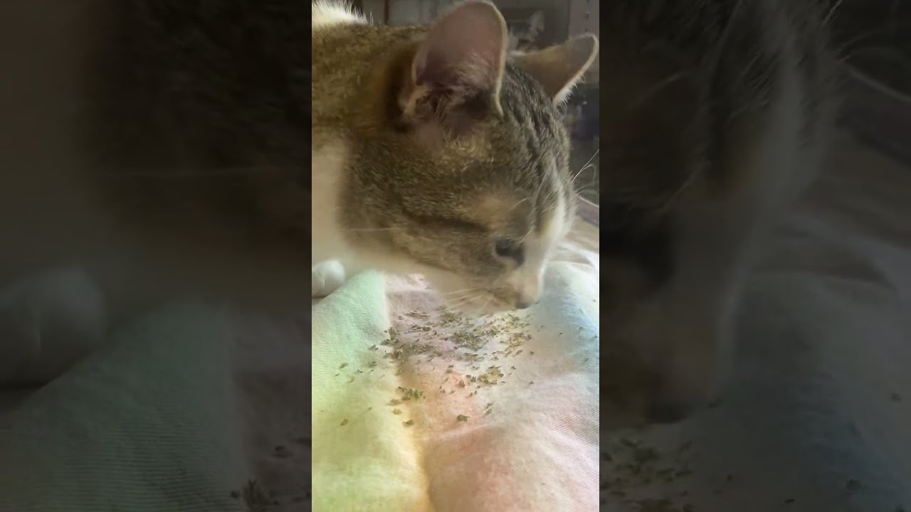 Astrid gets Them Catnips