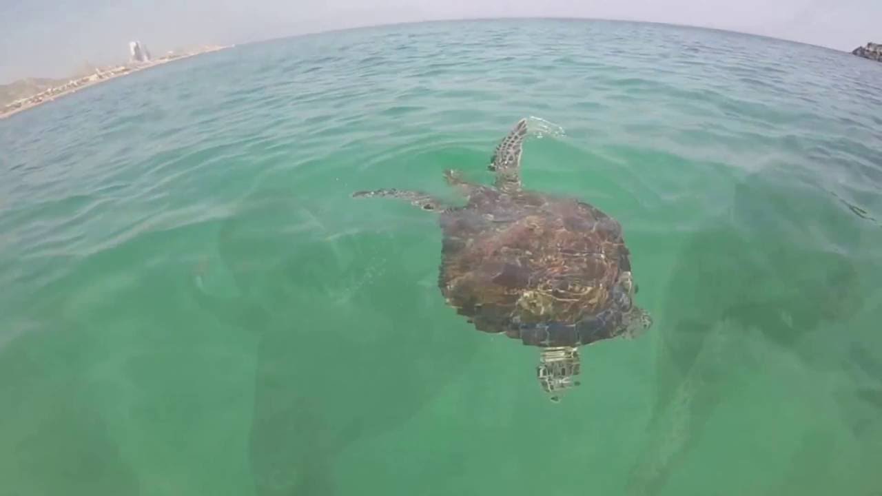 GoPro | Travel to Snoopy Island - Sharks, Turtles, Cuttlefish, Moray