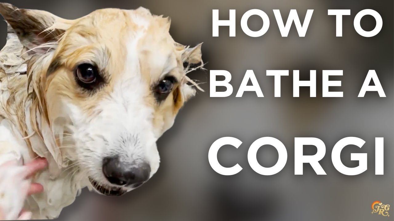 Corgi Bath & Blow Dry Tutorial | At Home Dog Grooming