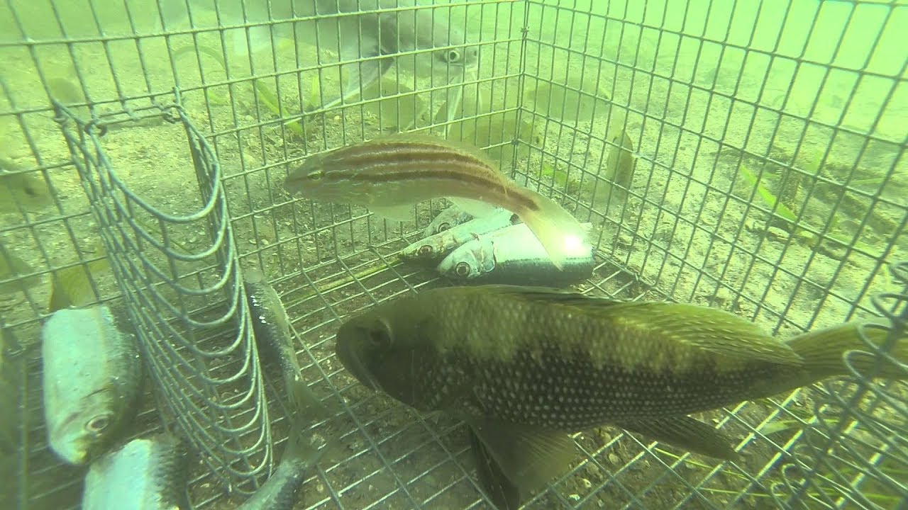 CAMERA INSIDE A FISH TRAP! (Lake Michigan)